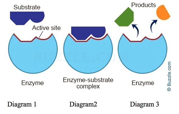 enzyme diagram 1A